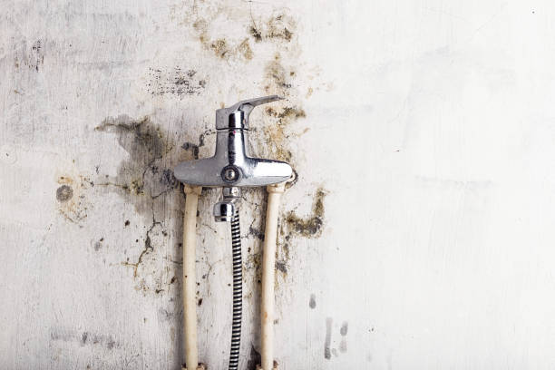 Best DIY Mold Remediation Support Services in North Haledon, NJ
