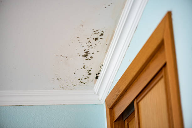  North Haledon, NJ Mold Removal Pros