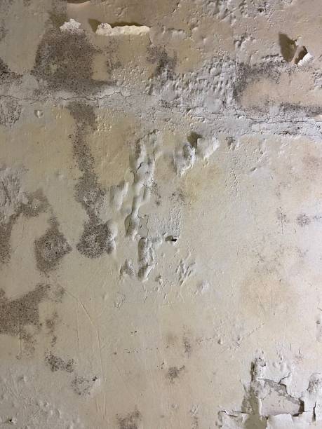 Best Commercial Mold Remediation in North Haledon, NJ