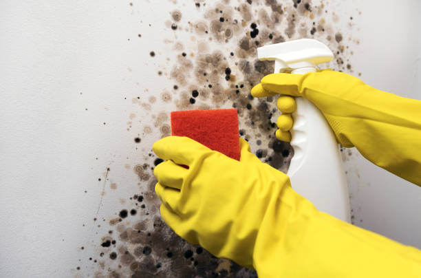 Professional Mold Remediation in North Haledon, NJ