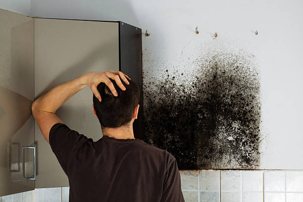Best Localized Mold Remediation (e.g., coastal areas, humid climates) in North Haledon, NJ
